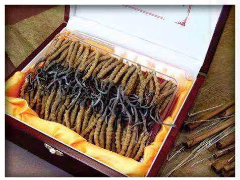 海南冬虫夏草回收